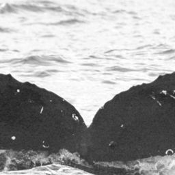 Fluke of BCX0300