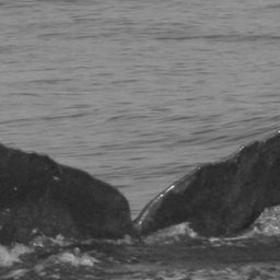 Fluke of BCY0496