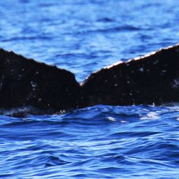 Fluke of FIBB-4BB559
