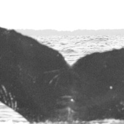 Fluke of BCX0435