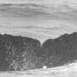 Fluke of BCX0029