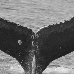 Fluke of CRC-16218