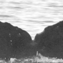 Fluke of BCX0925