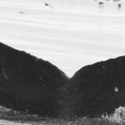 Fluke of BCX0789