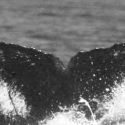 Fluke of SPLASH-530220