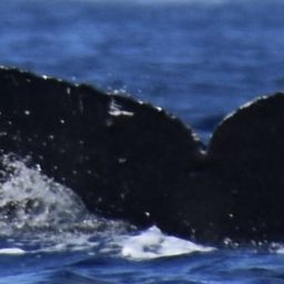 Fluke of SPLASH-570146