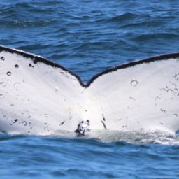 Fluke of CRC-12194