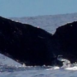Fluke of SPLASH-530419