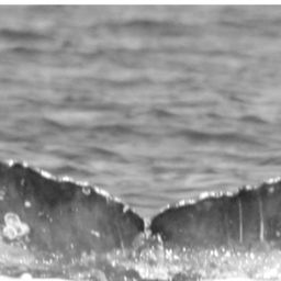 Fluke of SPLASH-430420