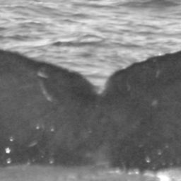 Fluke of SPLASH-630614