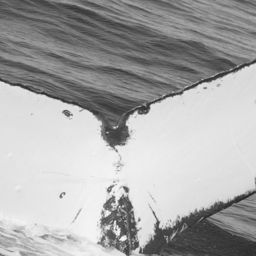 Fluke of SPLASH-430003