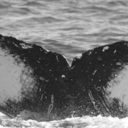 Fluke of BCY0666