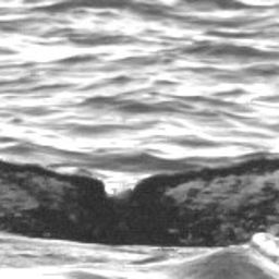 Fluke of SPLASH-430065