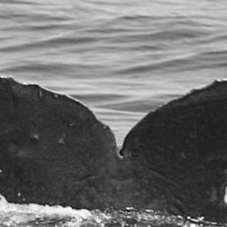Fluke of SPLASH-430627