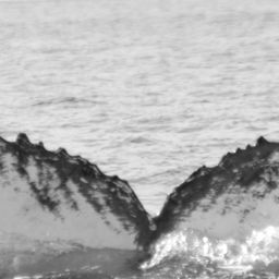Fluke of SPLASH-630056