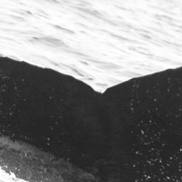 Fluke of SPLASH-530822