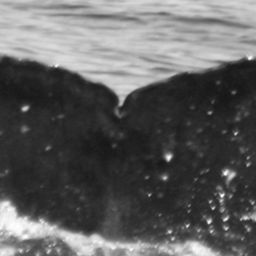 Fluke of SPLASH-530340