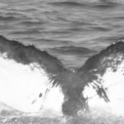 Fluke of SPLASH-530060