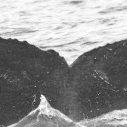 Fluke of Squall