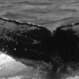 Fluke of PWF-NP_3414