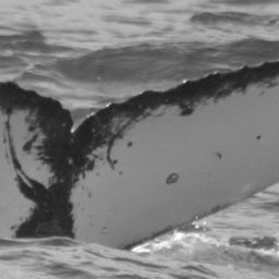 Fluke of SPLASH-530050