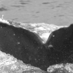 Fluke of SPLASH-630898