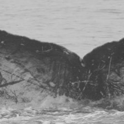 Fluke of CRC-13729