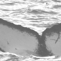 Fluke of CRC-15120