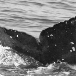 Fluke of SPLASH-630530