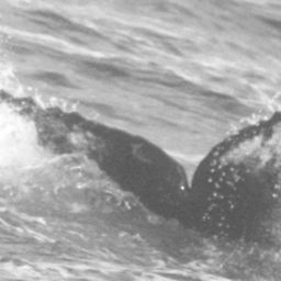 Fluke of SPLASH-430126