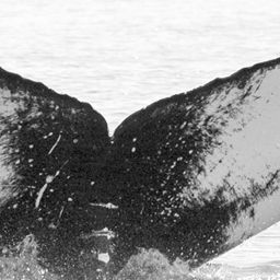 Fluke of SPLASH-630167