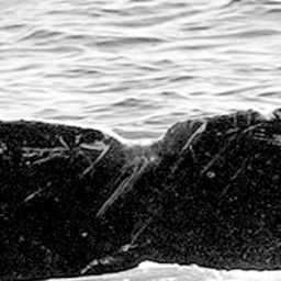 Fluke of SPLASH-631070