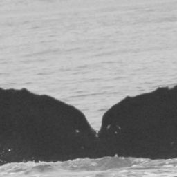 Fluke of CRC-10783