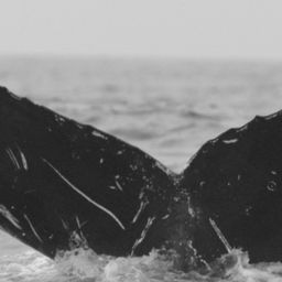 Fluke of CRC-11873