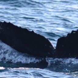 Fluke of CRC-15311