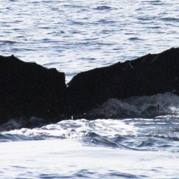 Fluke of CRC-13592