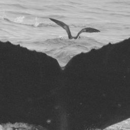Fluke of SPLASH-472587