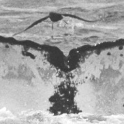 Fluke of SPLASH-570027