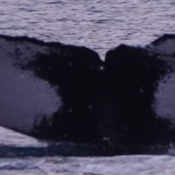 Fluke of SPLASH-472639