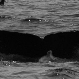 Fluke of SPLASH-470210