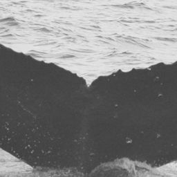 Fluke of SPLASH-570261