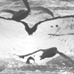 Fluke of SPLASH-570007