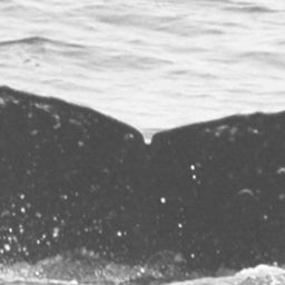 Fluke of SPLASH-570096