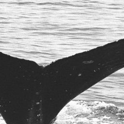 Fluke of SPLASH-472496