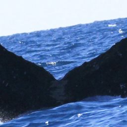 Fluke of CRC-16637