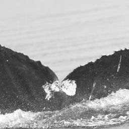 Fluke of SPLASH-574230