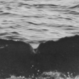 Fluke of SPLASH-470213