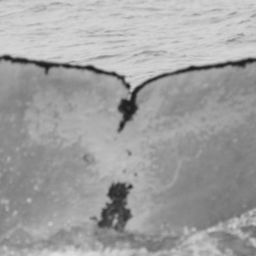 Fluke of SPLASH-570003