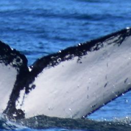 Fluke of SPLASH-572027