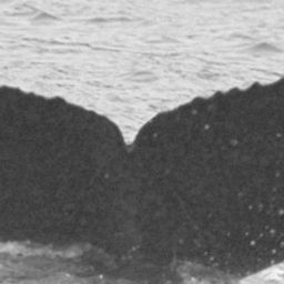Fluke of SPLASH-570239